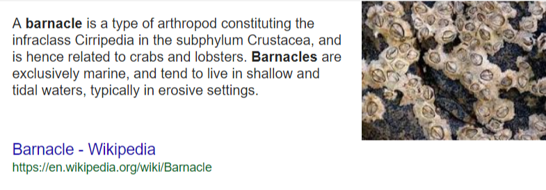 barnacle